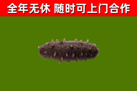 连云港烟酒回收干海参.jpg